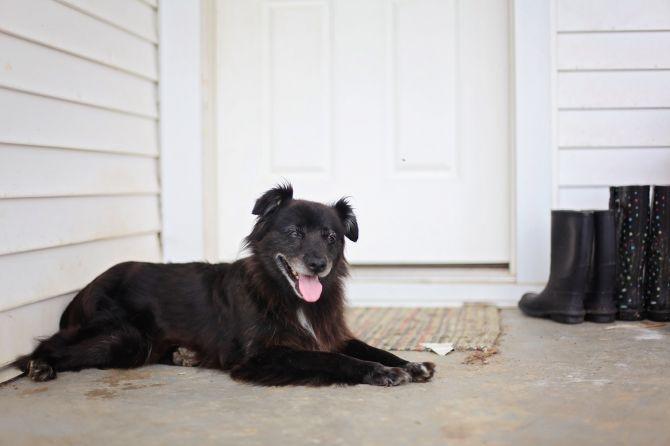 chien_Aménager votre maison pour un chien