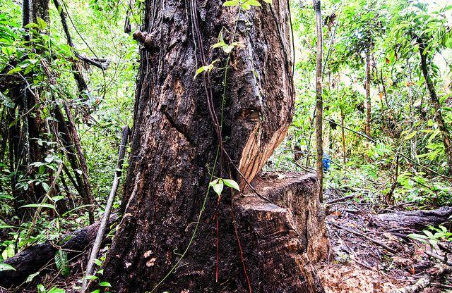 Arbre à découper_Abattre un arbre sur votre terrain : comment s'y prendre?