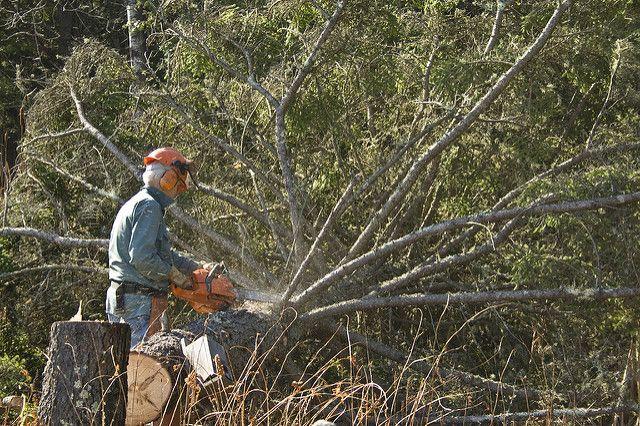 Abattage d'un arbre_protection_Abattre un arbre sur votre terrain : comment s'y prendre?