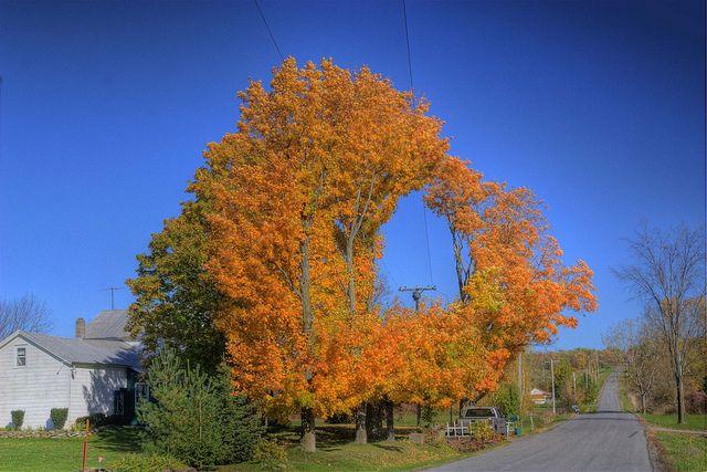 Arbre à feuilles jaunes_Abattre un arbre sur votre terrain : comment s'y prendre?