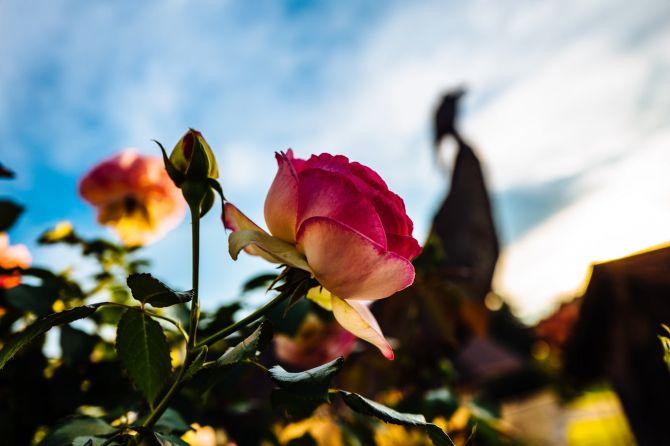 Roses sur ciel bleu