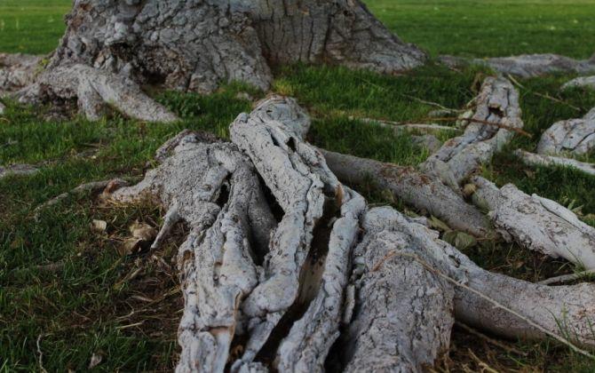 Racines d'arbre