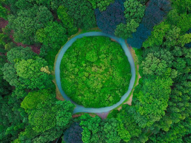 Forêt et arbres