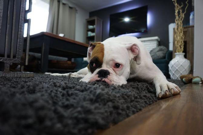 Chien couché sur un tapis