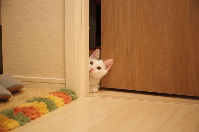 Chat assis dans un cadre de porte_Plancher en céramique