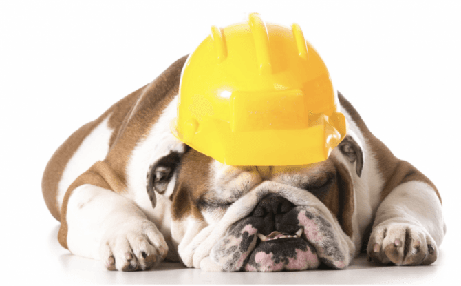 Chien chapeau construction