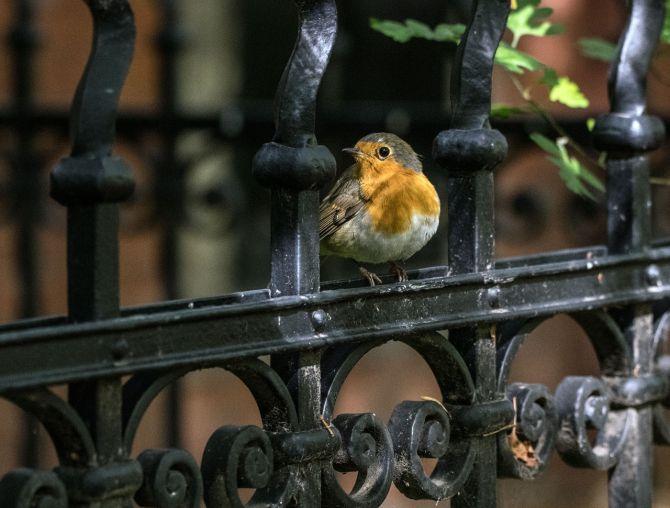 oiseau sur cloture