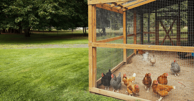 poules adaptées pour l'hiver québécois