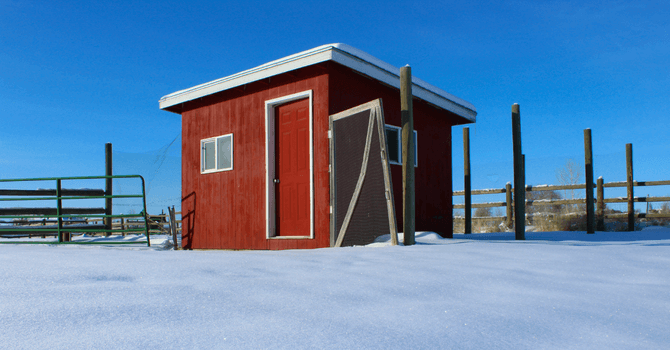 poulailler en hiver