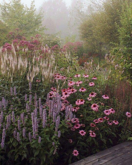 fleurs de jardin embrumées_Annuelles ou vivaces: quelle différence?