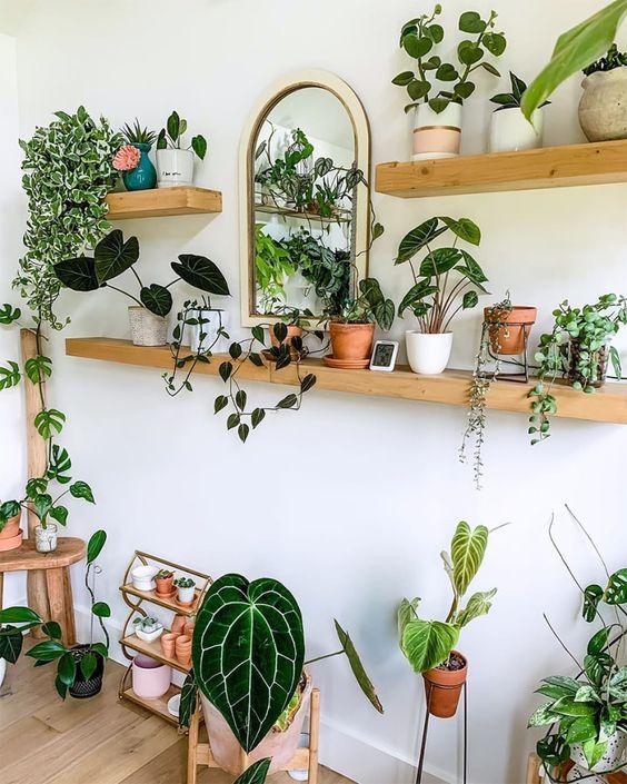 décor de plante_Comment choisir vos plantes d'intérieur