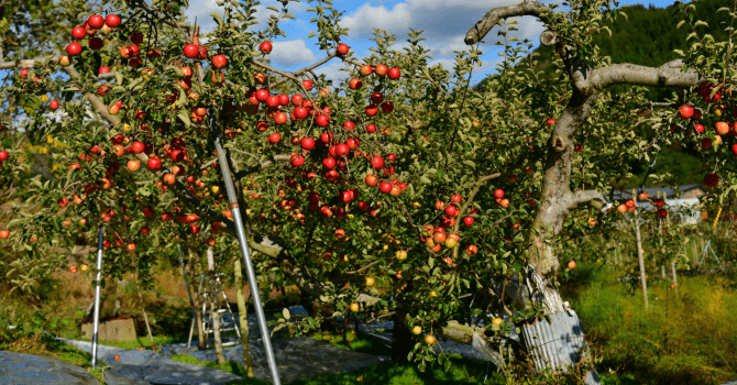 arbres fruitiers