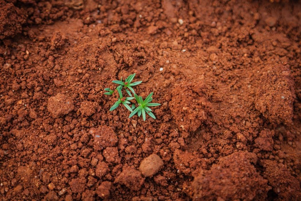 plante qui pousse dans le sol