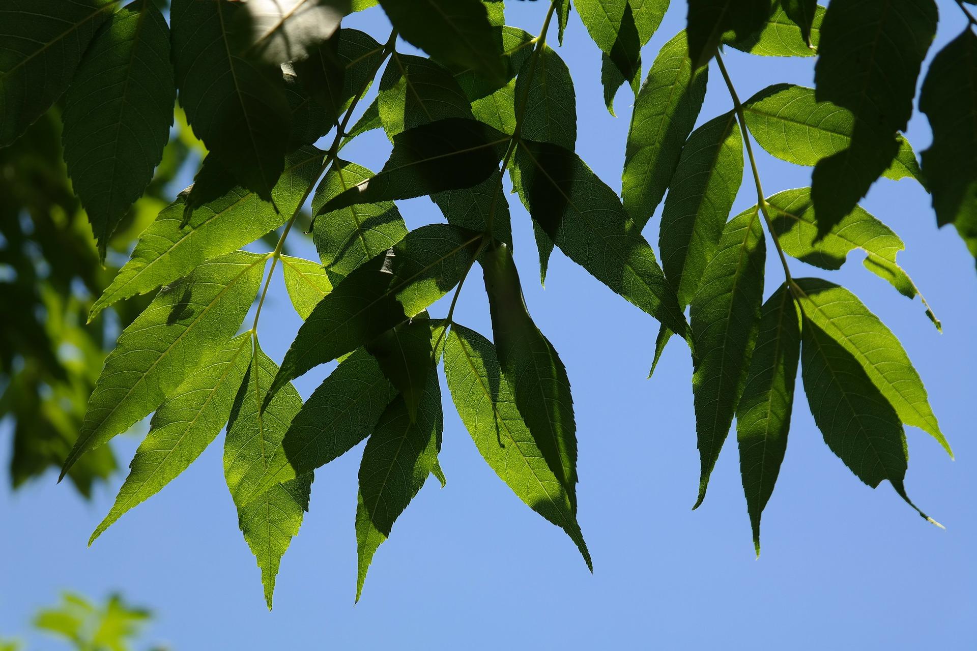 frêne_L'agrile du frêne, l'insecte qui ravage les arbres