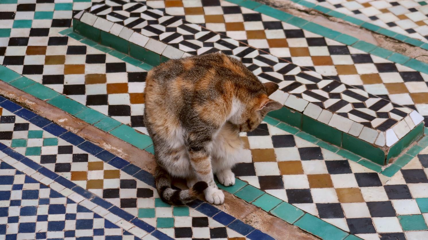 chat-sur-plancher-tuile_8 magasins où acheter de la céramique sur la Rive-Nord 