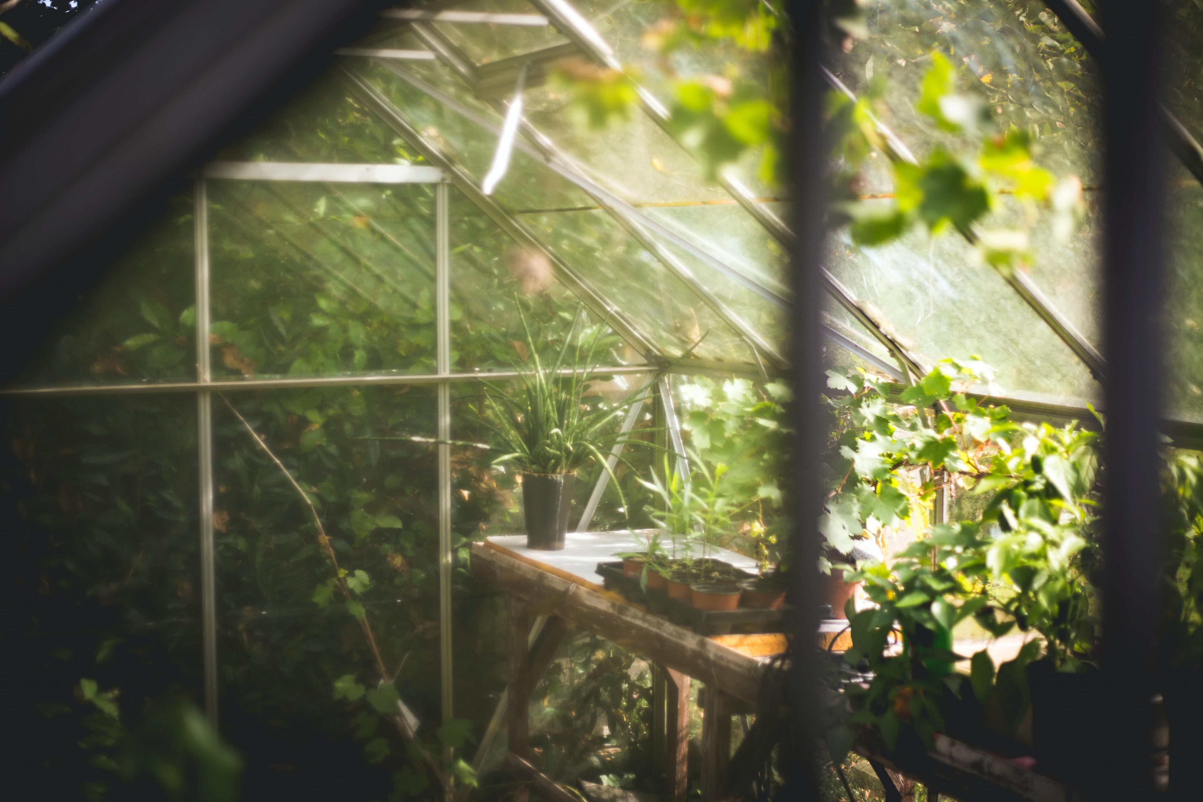 serre vue de l'intérieur_serre de jardin: comment l'entretenir?