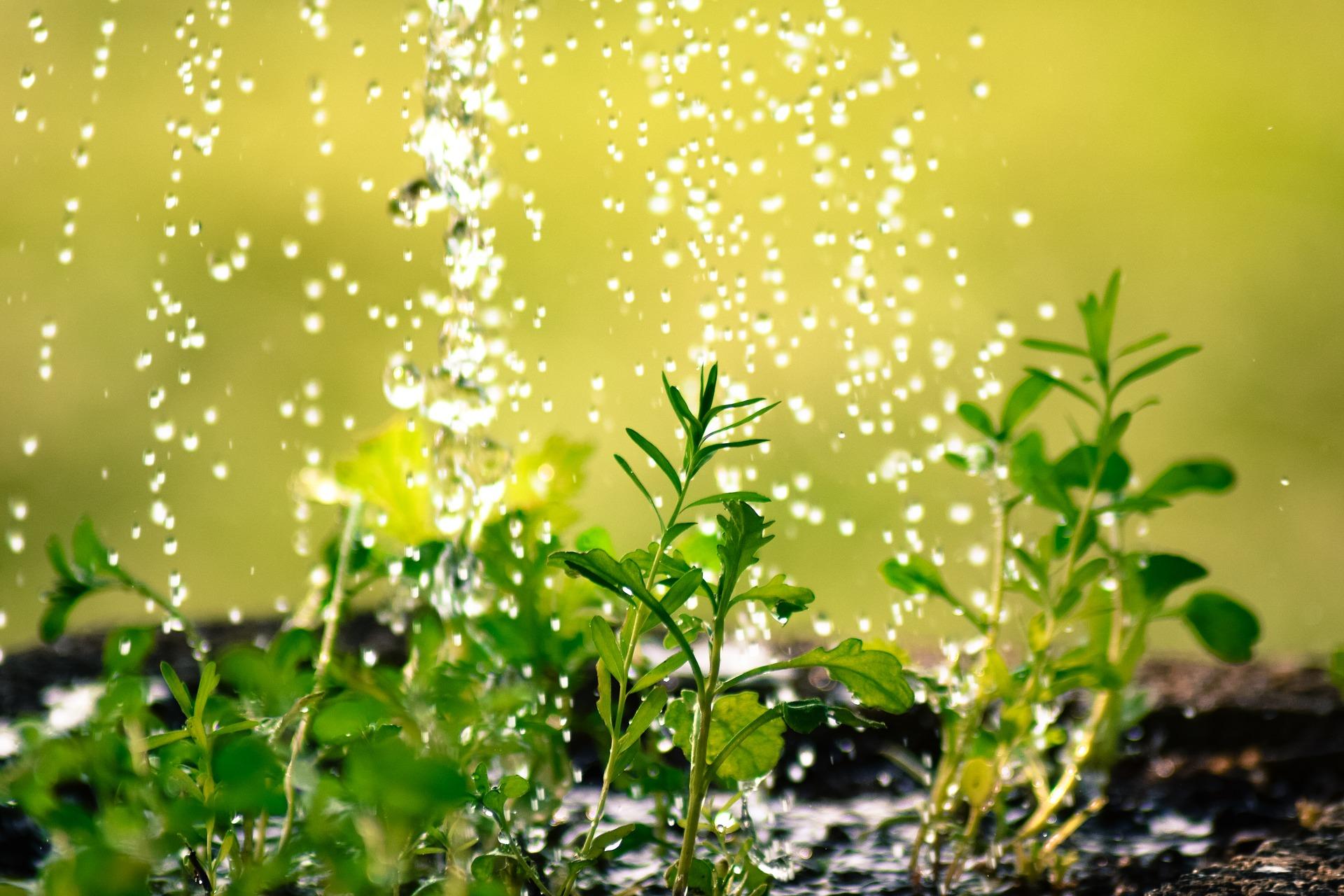 plantes qui se font arroser_Plantes potagères: comment les faire pousser?